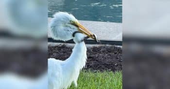 Egret in the backyard