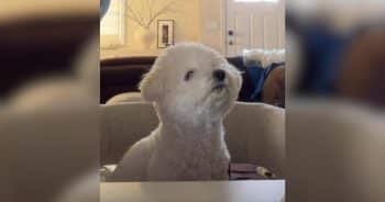 Couple with Dog Test