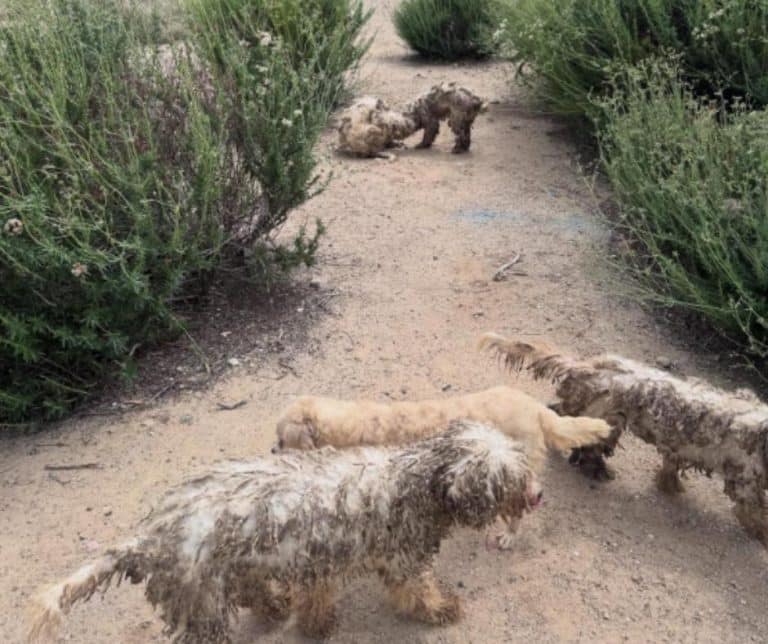 16 Abandoned Dogs Found Wandering a Park in Shocking Condition ...