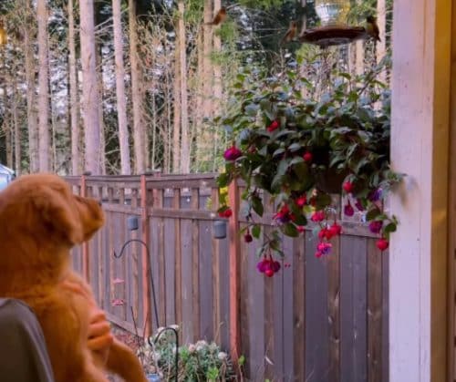 Maple with her human brother