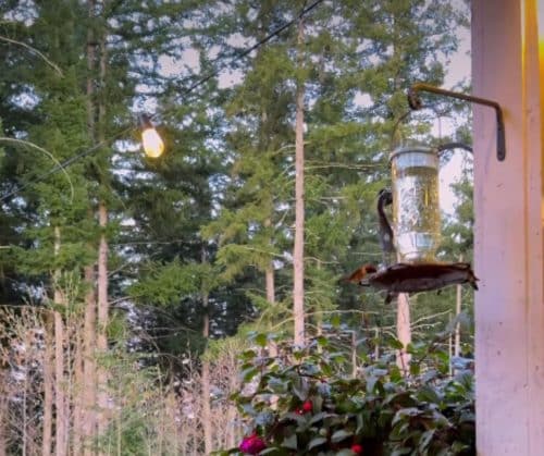 Maple enjoying the backyard