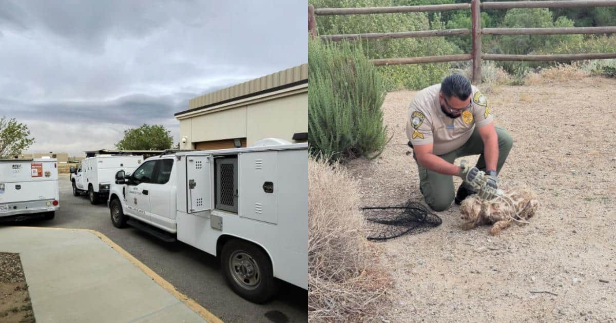 16 Abandoned Dogs Found Wandering a Park in Shocking Condition
