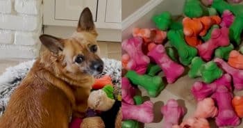 Doris, the stray turned beloved pet