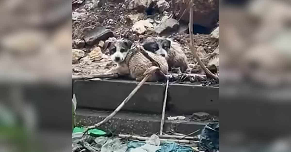 These Puppies Were Living in a Landfill, Eating Trash, Until Rescuers Stepped In