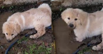 Golden Retriever Puppy