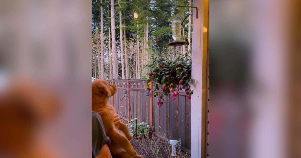 Golden Retriever Puppy Falls in Love With the Hummingbirds in Her Backyard