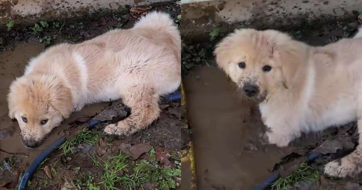 Golden Retriever Puppy Blows Bubbles in the Mud Like It’s the Best Day Ever