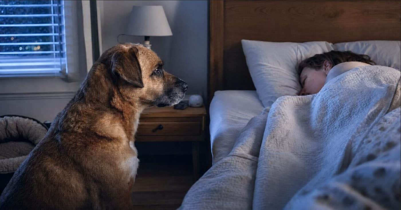 dog staring at woman asleep in bed at night