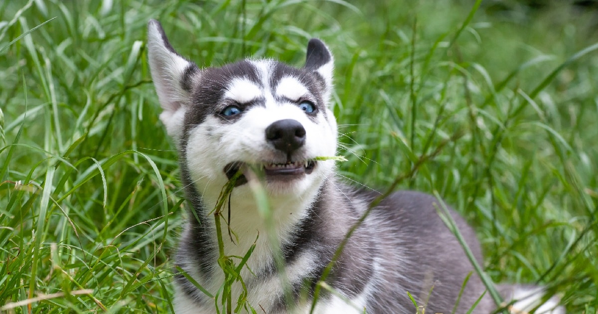 Dog Eating Grass? 11 Products for Sensitive Stomachs and Better Digestion