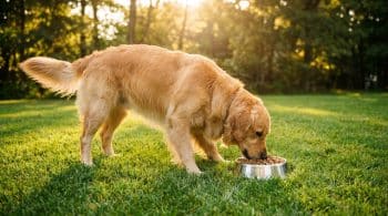 Golden retriever dog eating dry kibble from a silver bowl on green grass
