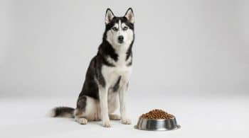 Siberian Husky dog sitting next to a stainless steel kibble bowl on clean studio background
