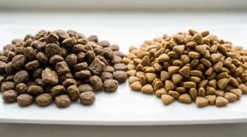 Two varieties of premium dry dog food kibble side by side for comparison