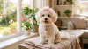 150+ Dog Names That Start With R (Cute, Tough, Unique & More ...