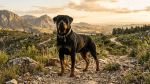 150+ Dog Names That Start With R (Cute, Tough, Unique & More ...