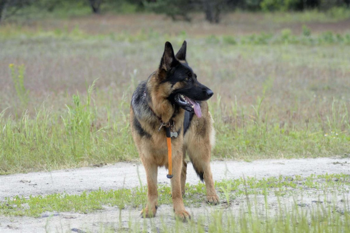 German Shepherd is focused and confident, displaying strong intelligence and awareness