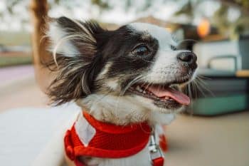 Small adorable dog with bright eyes showing cute and playful personality