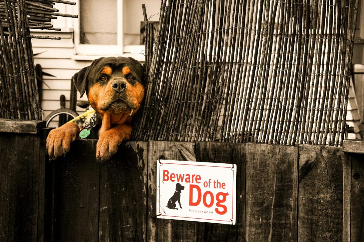 Rottweiler confident and calm showing powerful protective presence and loyalty