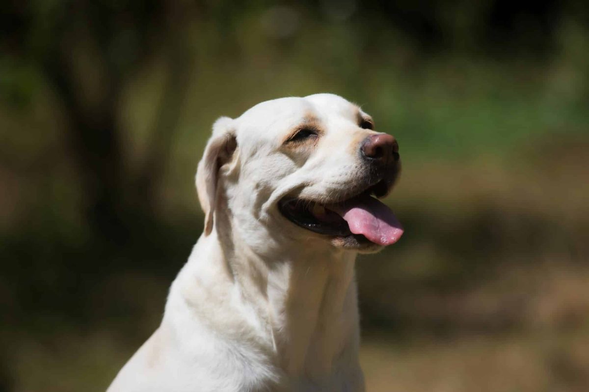 Labrador Retriever with warm expression showing deep loyalty and friendly devotion