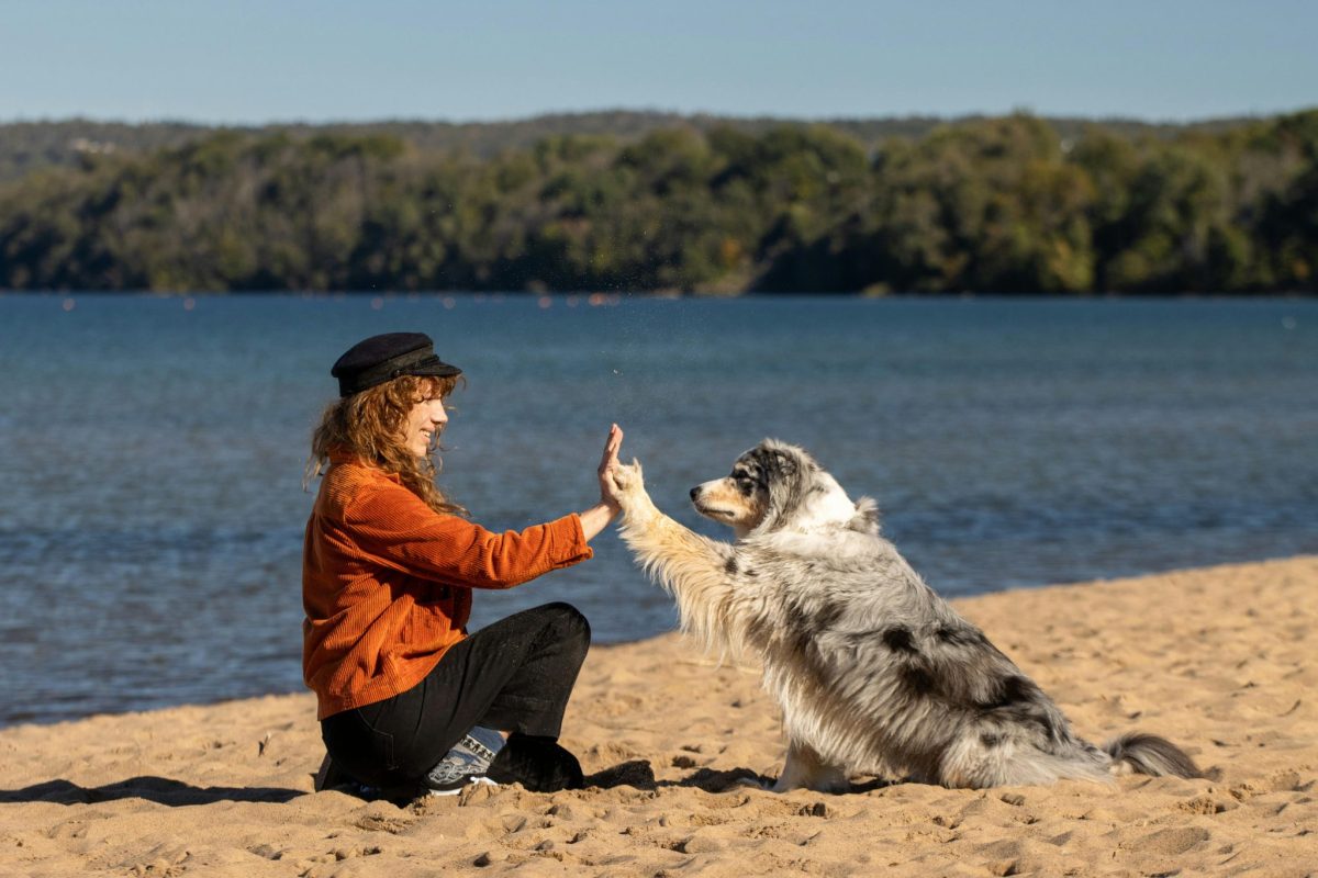 Australian Shepherd displaying focused affection and energetic loyalty toward beloved companions.