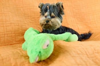 dog cuddling with plush toy