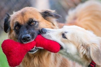 happy dog playing with plush toy