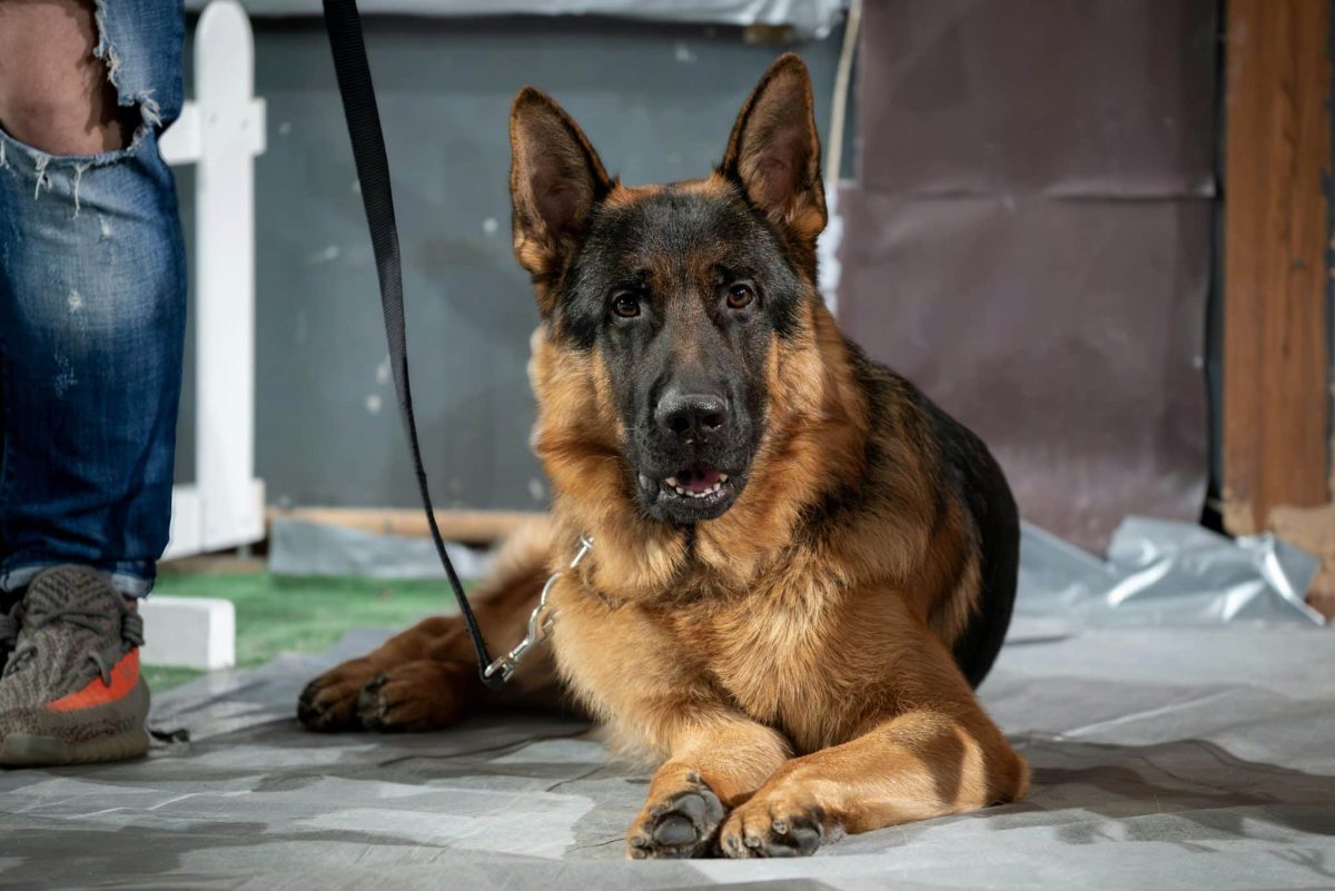 German Shepherd alert and devoted showing strong loyalty and protective nature