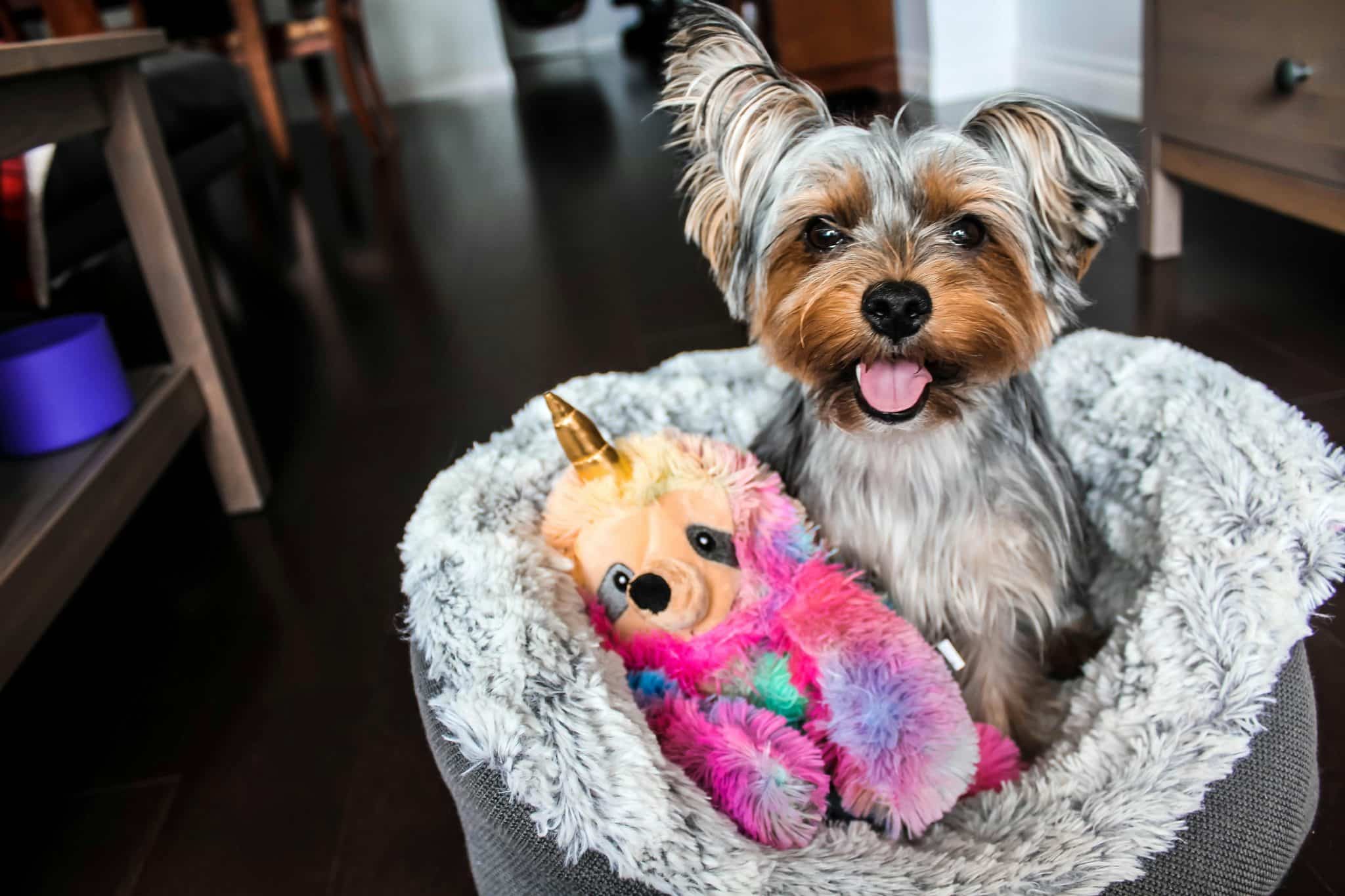 15 Plush Dog Toys Dogs Love to Cuddle and Play With