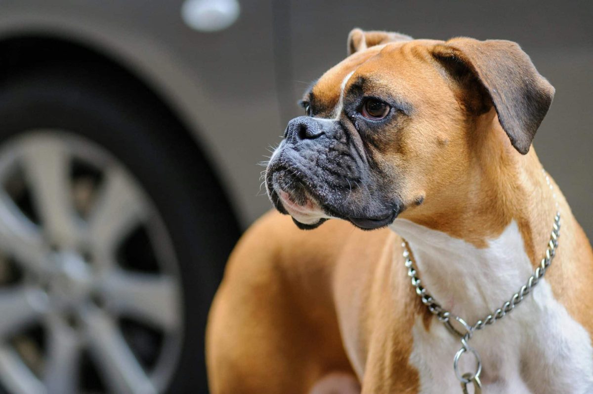 Boxer energetic and alert showing protective instinct and loyal personality