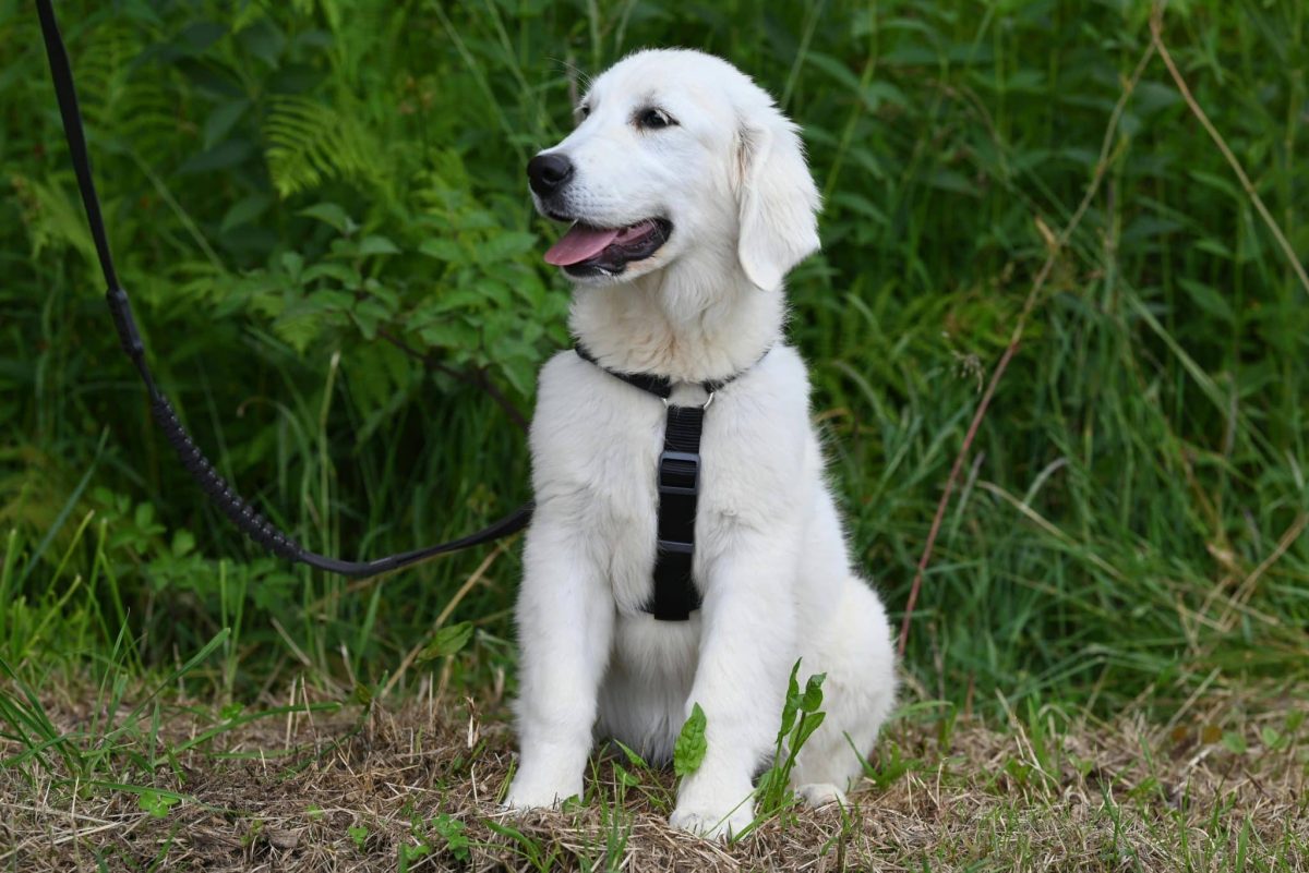 Golden Retriever is attentive and friendly, showing an intelligent and responsive nature