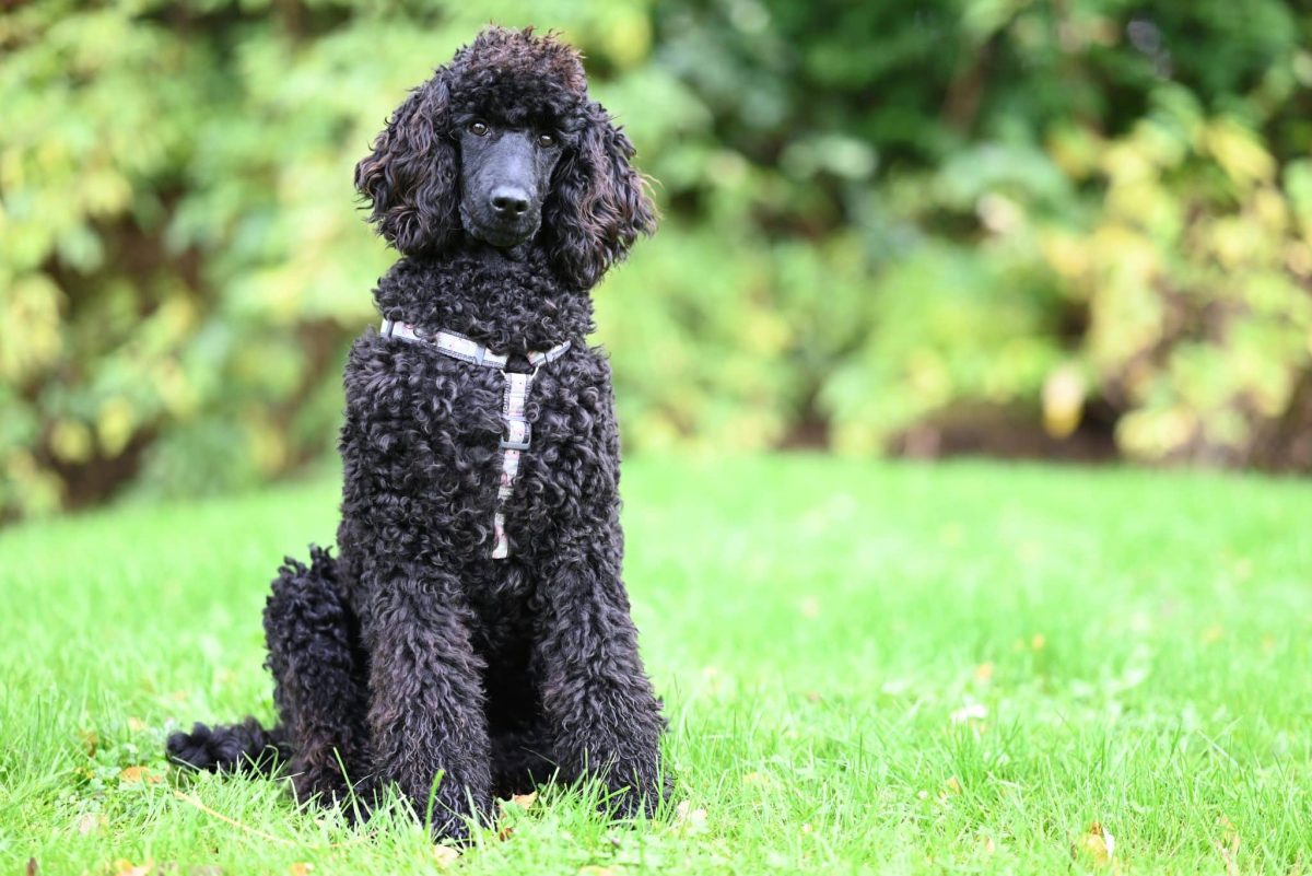 Poodle alert and thoughtful, showing high intelligence and quick learning ability