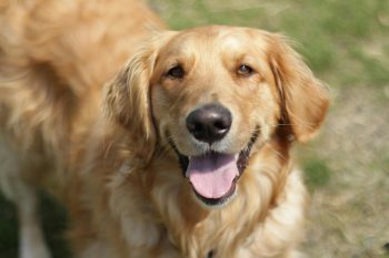 best anxiety relief products for dogs