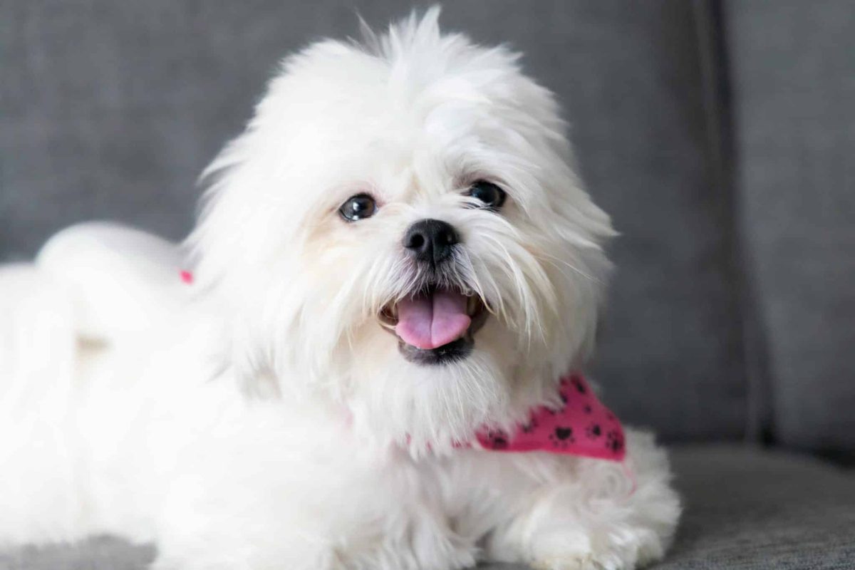 Adorable dog with bright eyes showing irresistible charm and loving personality