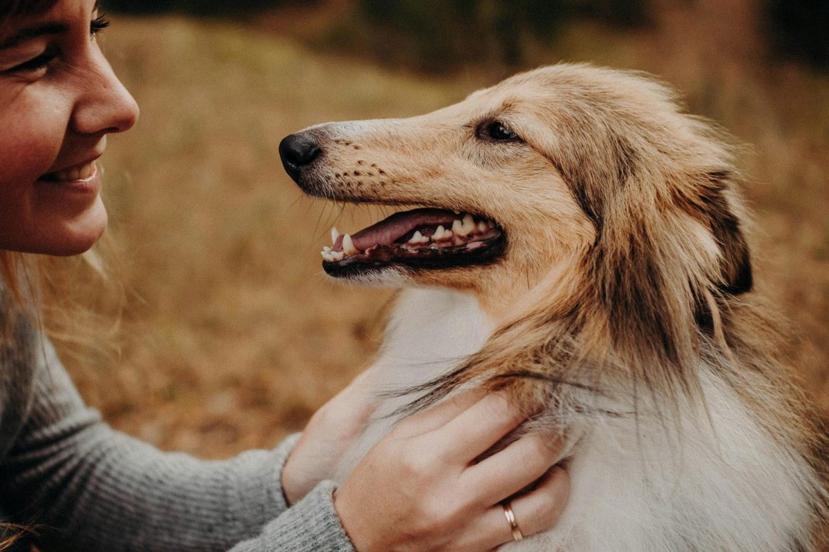 Collie showing graceful loyalty with gentle intelligence and endless affection.