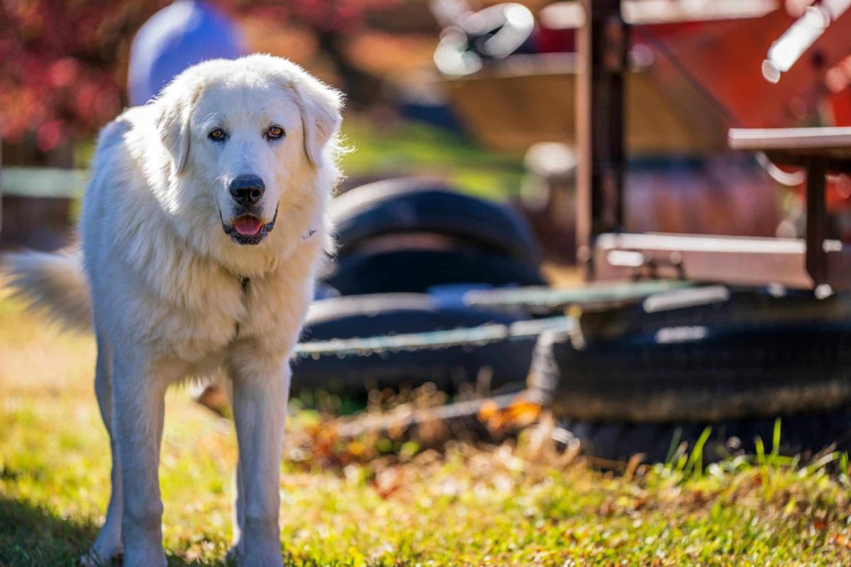 A confident dog standing alert with calm and protective presence