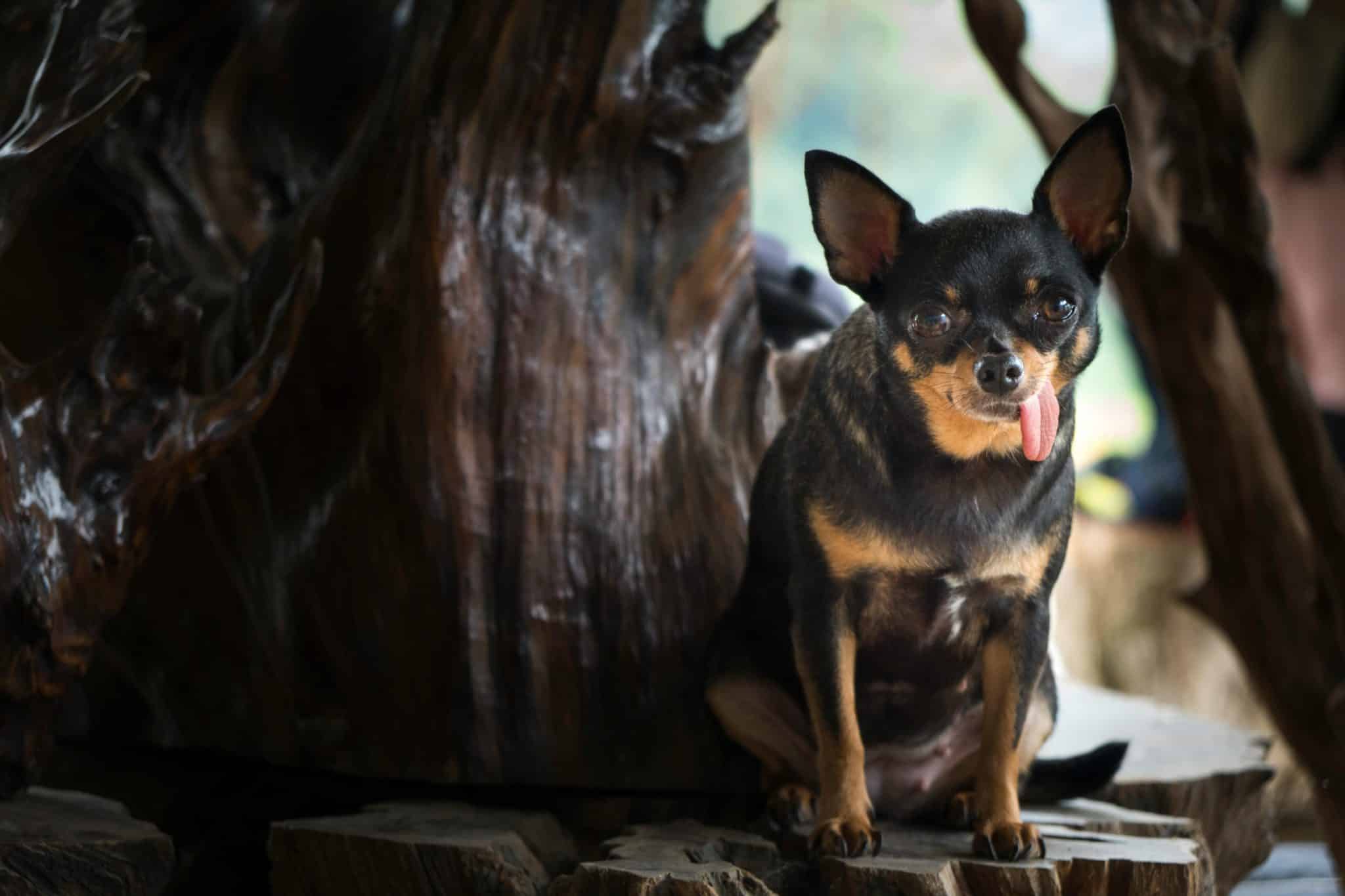 A small adorable dog with bright eyes and a playful, joyful expression