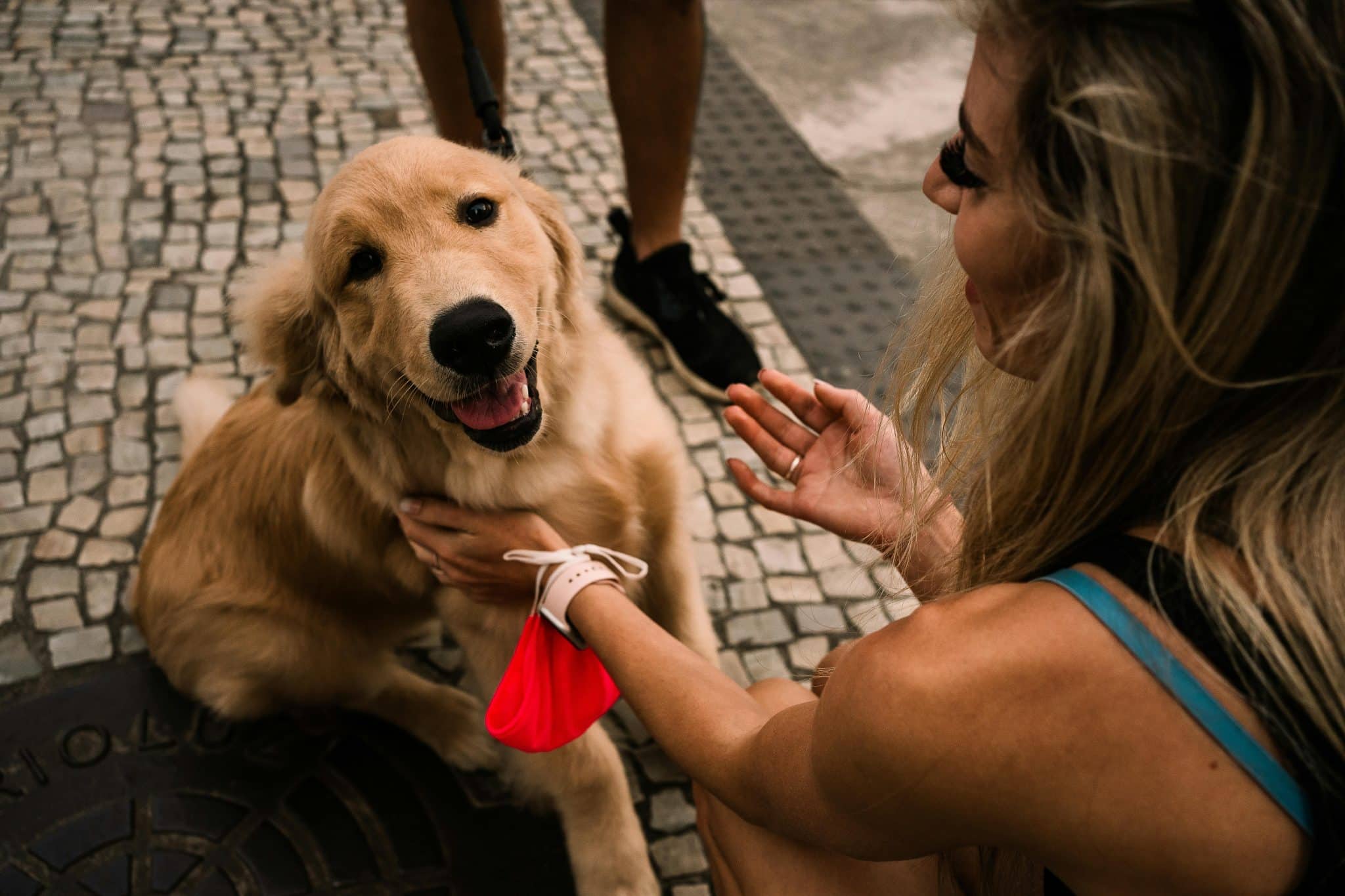 Golden Retriever gentle and loving showing strong lifelong loyalty and devotion