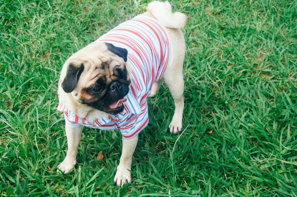 A small adorable dog with a playful and gentle expression
