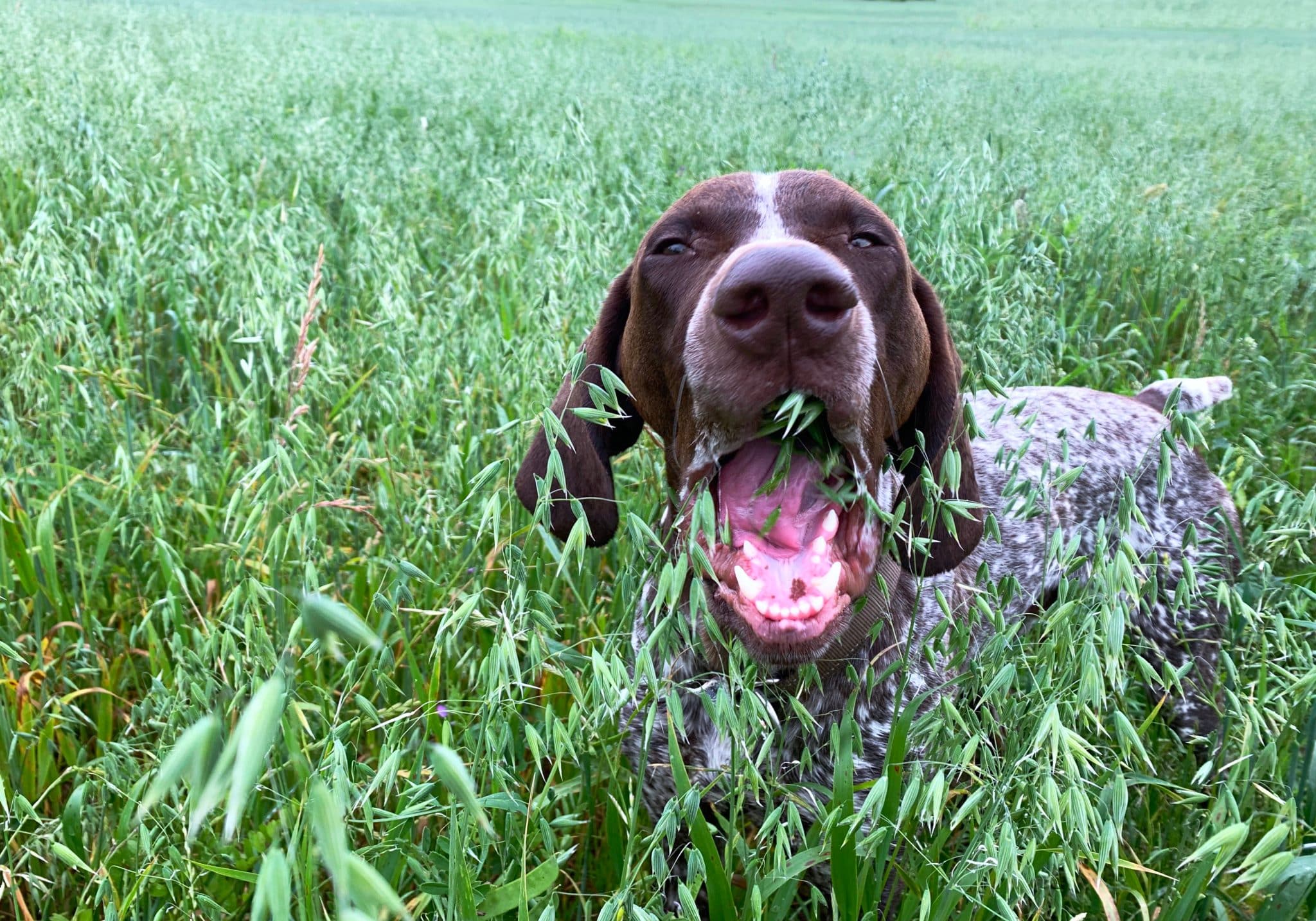 dog eating grass