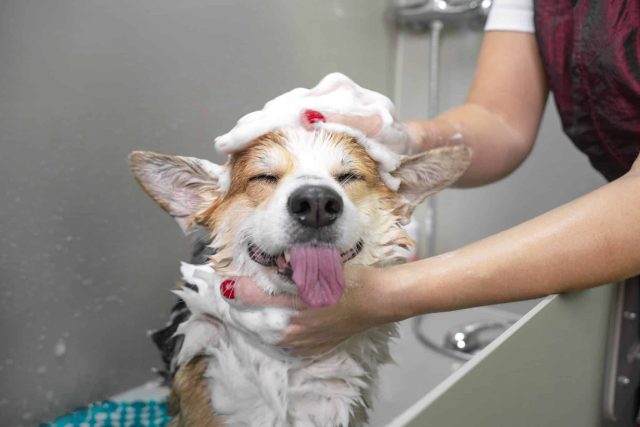A Corgi with its eyes shut and its tongue out gets a relaxing shampoo in a professional grooming bathtub