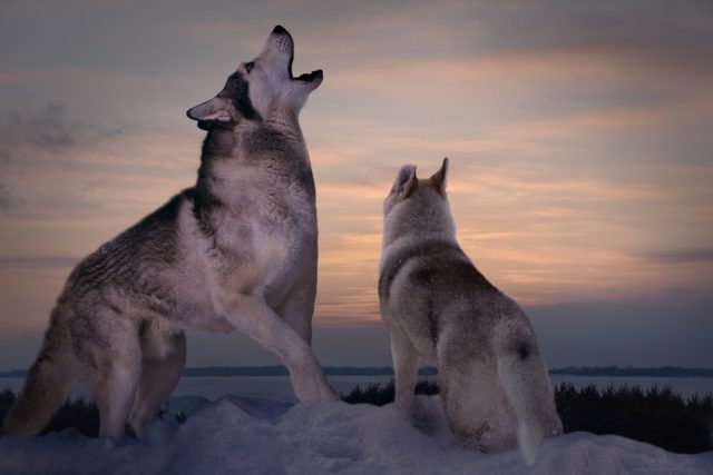A Seasoned Adult Predator Wolf Teaches His Wolf Pup To Howl
