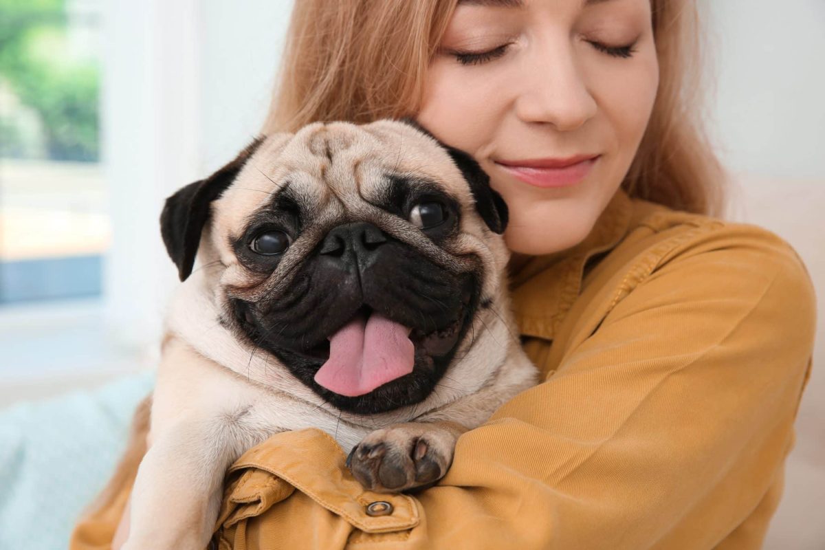 Pug displaying charming affection and a strong preference for staying wonderfully close.