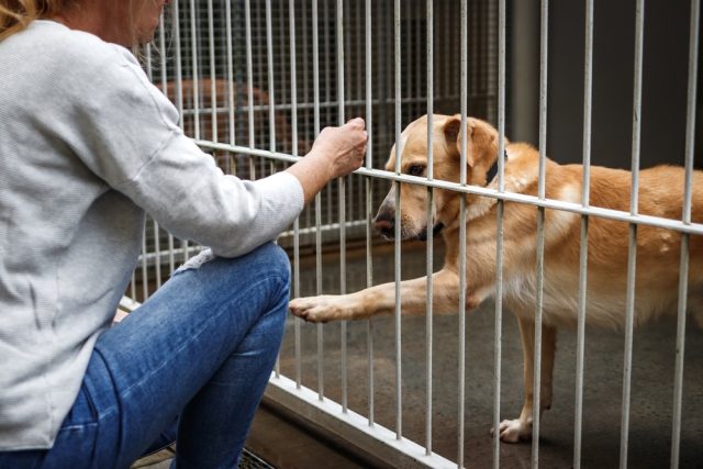 Pet Adoption Woman Choosing Dog From Animal Shelter Cute