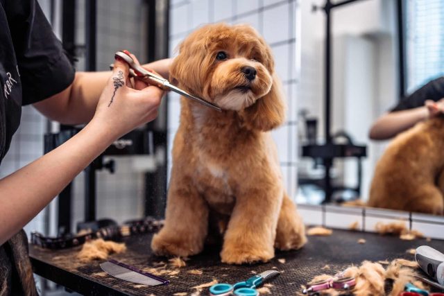 A brown Poodle mix dog on a black grooming table gets its face trimmed by a professional groomer.