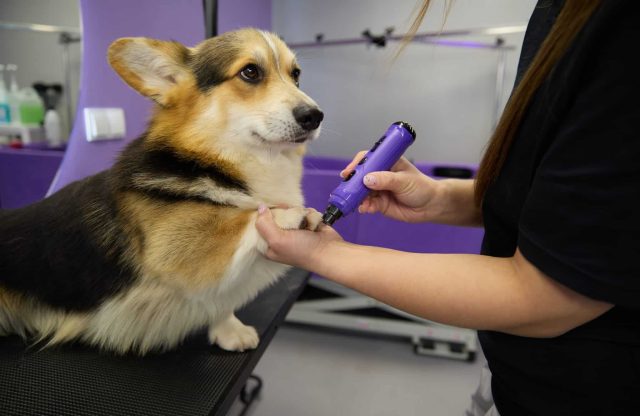 Groomer in black smock uses a grinding tool to grind Corgi dog's toenails