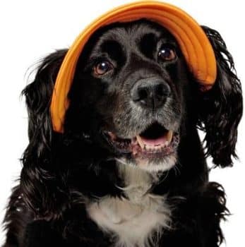 Frisco Summer UPF 45 Cooling Dog & Cat Bucket Hat