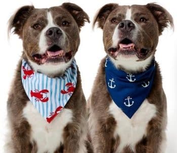 Frisco Lobster Stripes & Anchors Dog & Cat Reversible Cotton Bandana