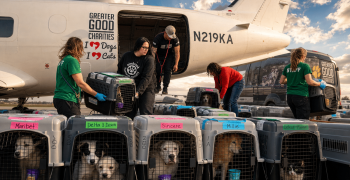 PetWireDaily — Hope Takes Flight: How Your Support Helps The Second Chance Movement Save At-Risk Pets