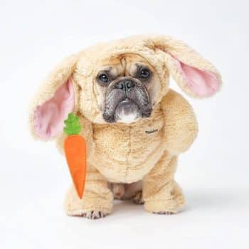 Pandaloon Dog Halloween Costume
