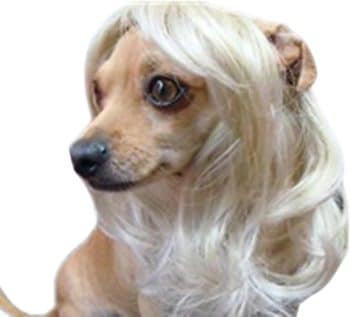 
Tanya Pet Supplies -Dog Costumes Blonde Wavy Syethetic Hair