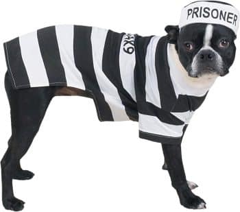 Casual Canine Prison Pooch Costume